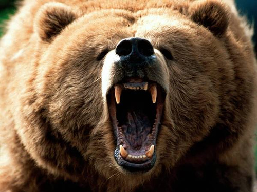 snarling bear