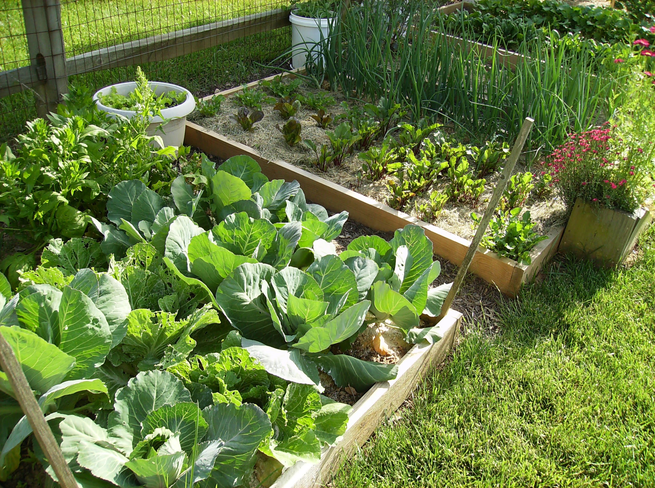organic vegetable garden in raised bed