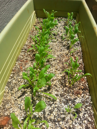 growing spinach in container garden