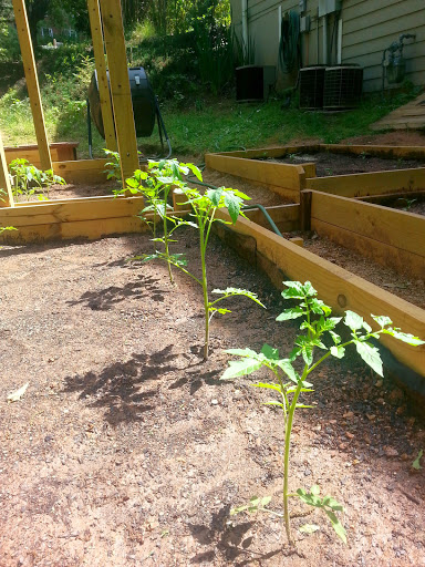growing tomatoes in raised bed garden