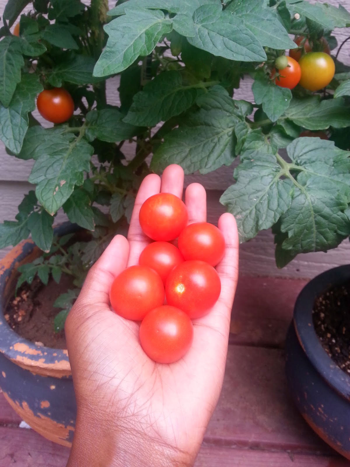 organic grape tomato plants  in patio garden