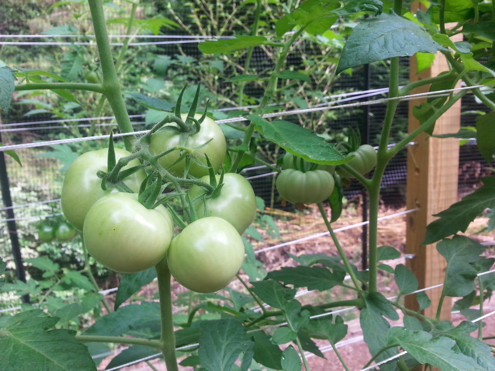 growing mater sandwich tomatoes with trellis in a raised bed garden