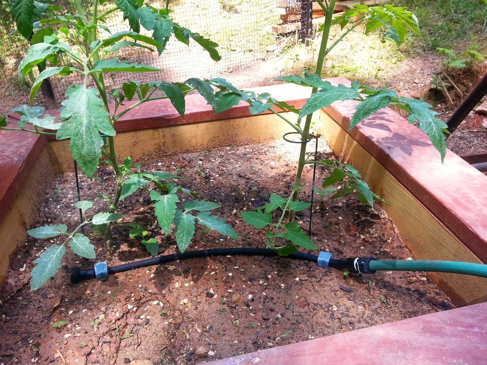 drip system in raised bed organic garden