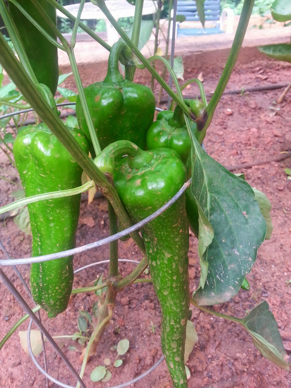 organic long red sweet pepper in raised bed garden