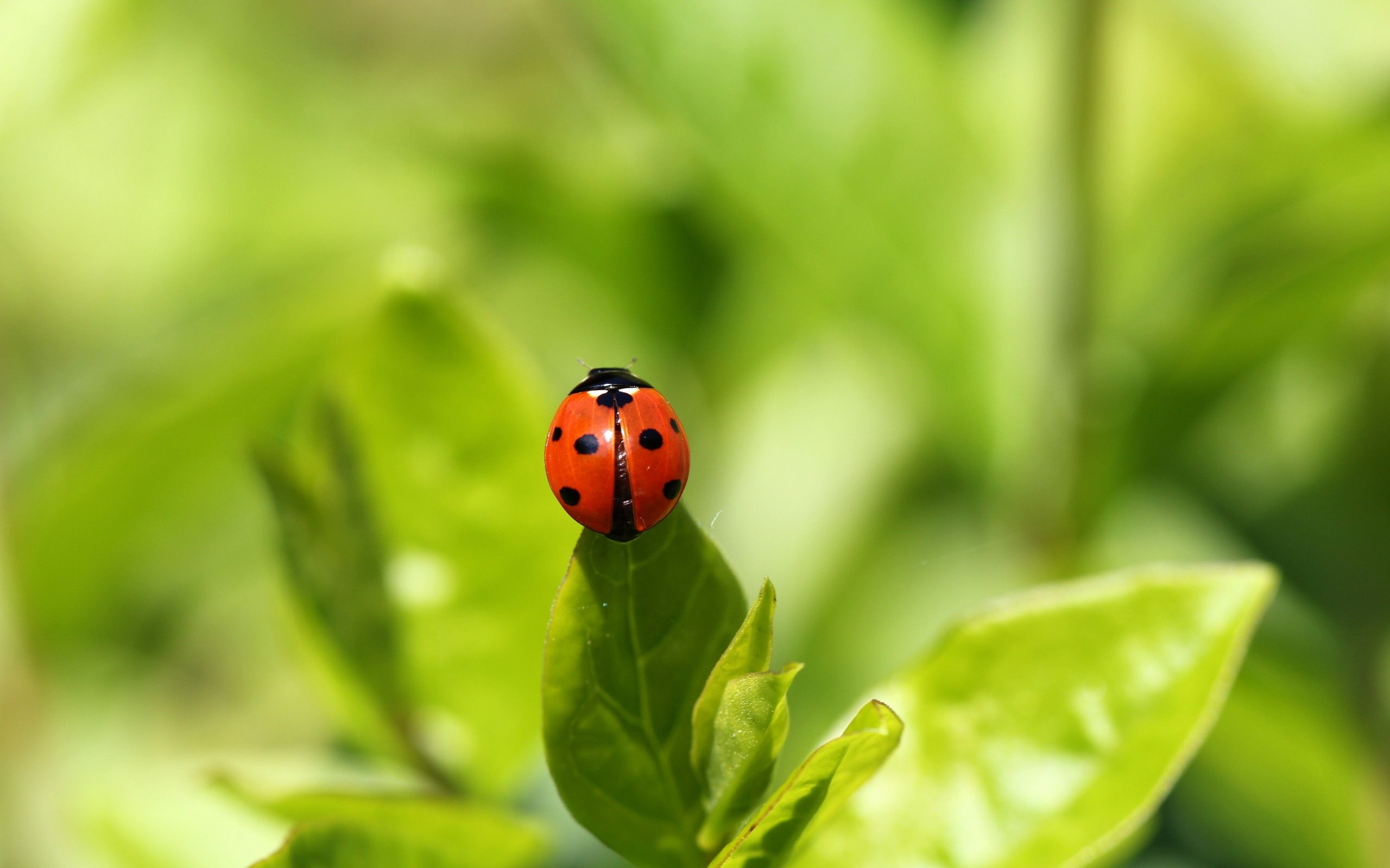 helpful garden insects