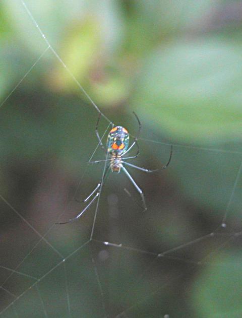 irridescent garden spiders