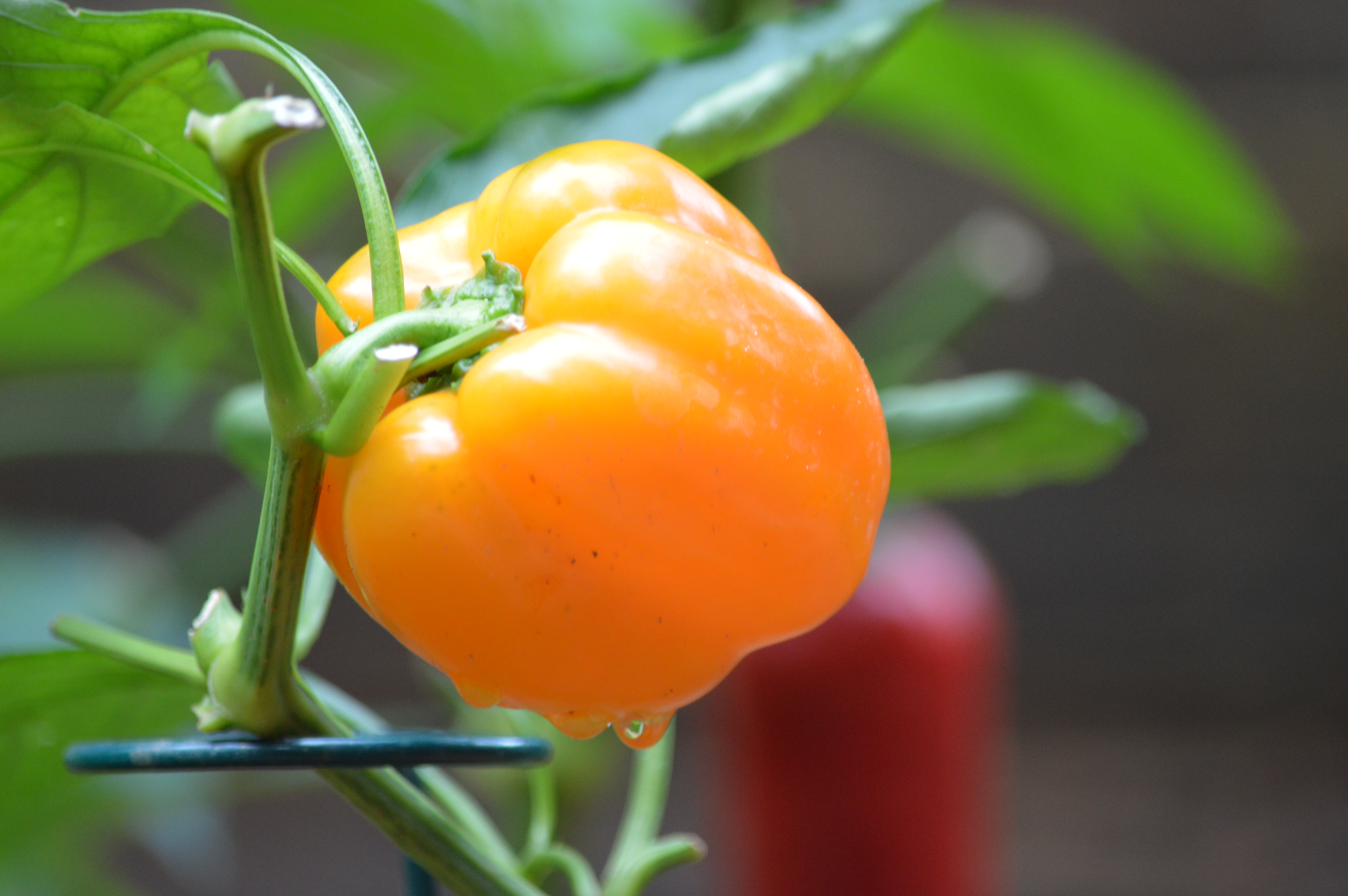 colorful peppers in an organic raised bed garden