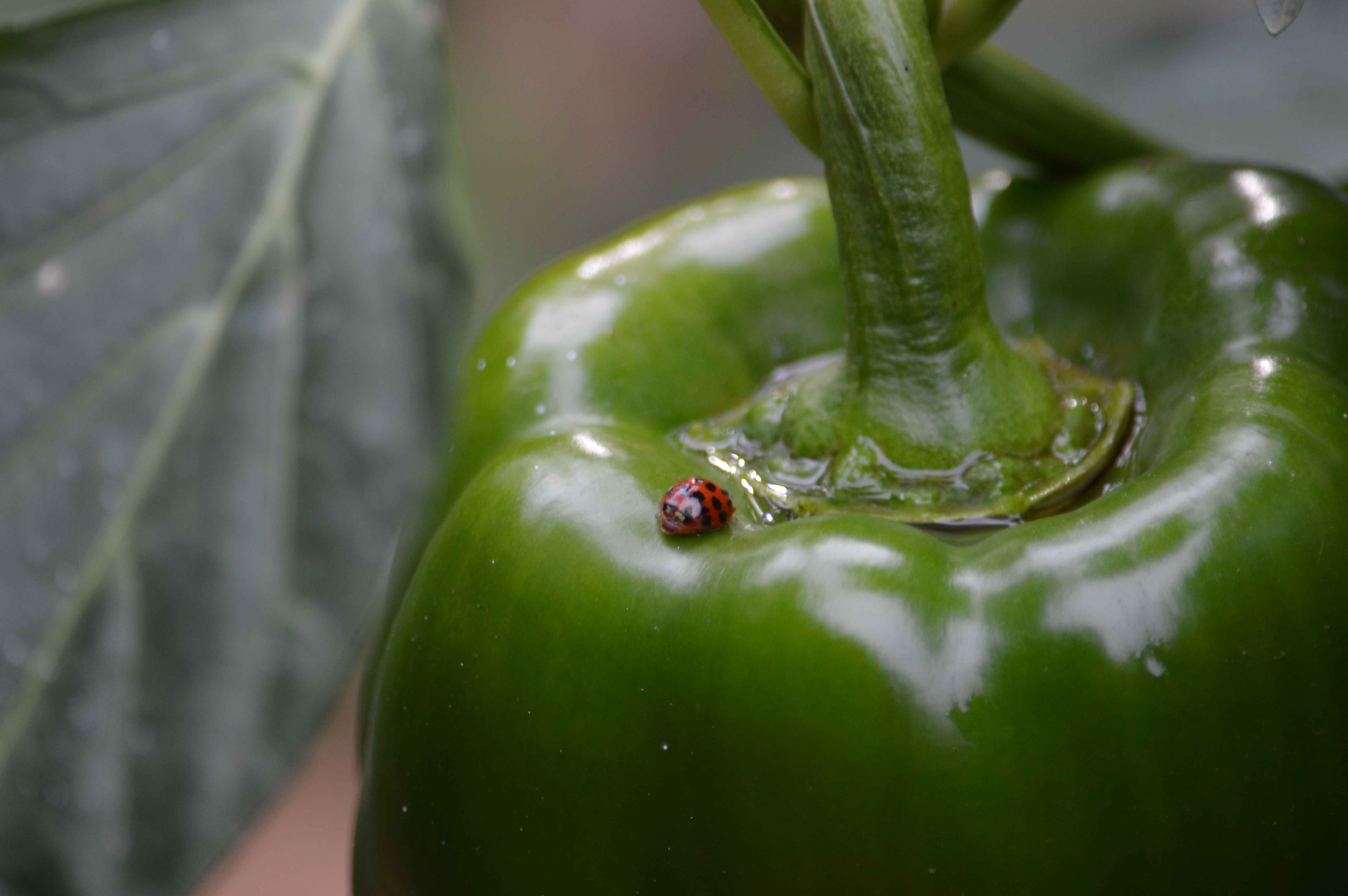 close up of lady bug in a vegetable garden