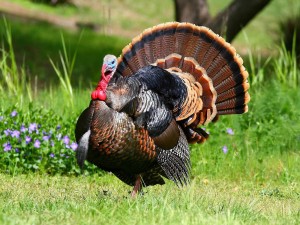 sustainable thanksgiving