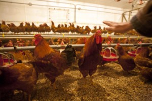 crowded chicken processing center