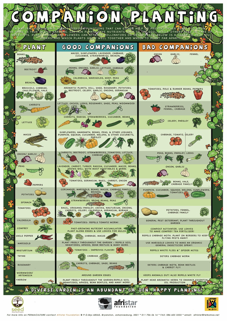 A Kinda Quick Guide to Companion Planting Erica Rascon