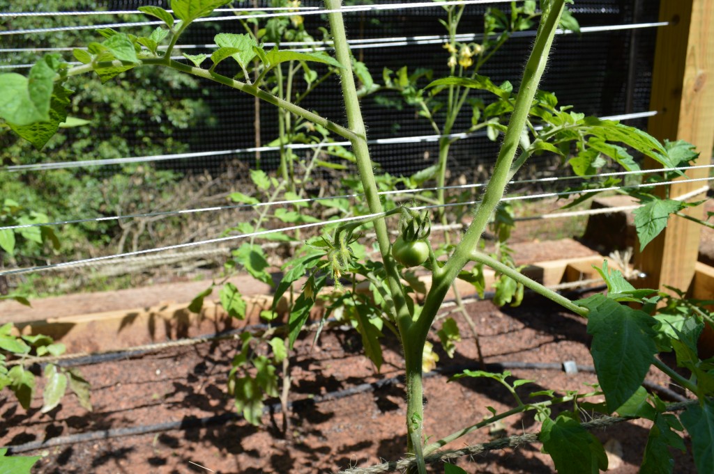 tomato trellis using twine