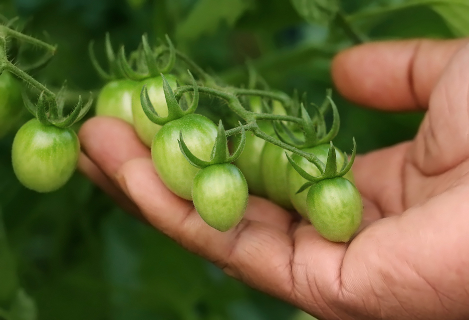 hand holding tomatoes on the vine