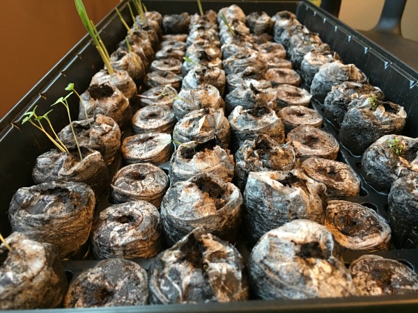 jiffy peat seed starter pots