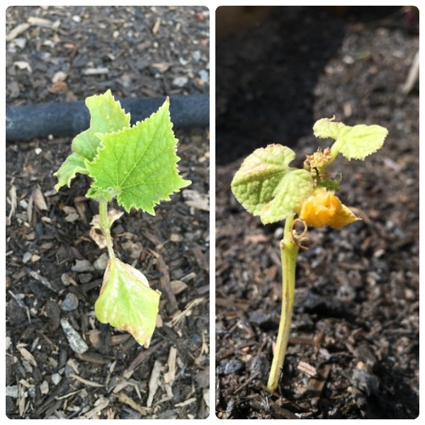 transplanting cucumbers