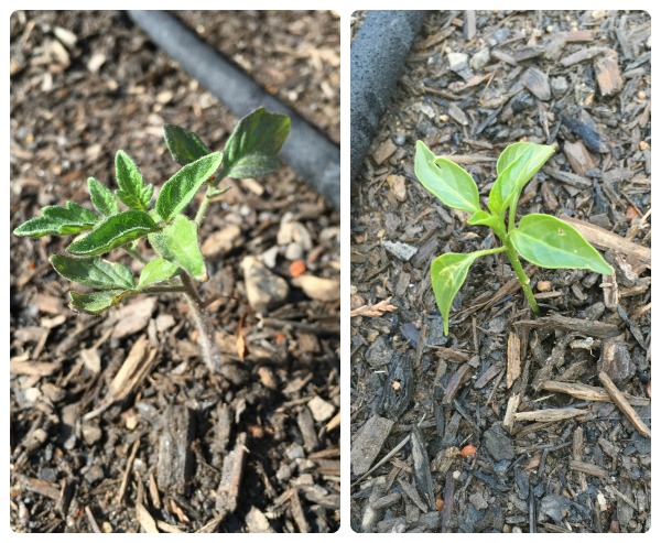 weak tomato and cucumber progress