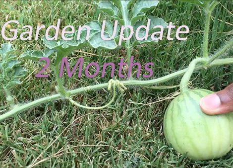 Garden Update: 2 months in!