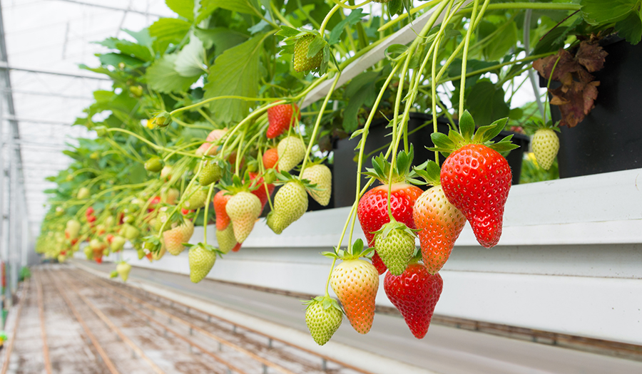 perfect strawberry plants