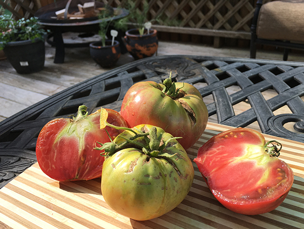 ugly heirloom tomatoes