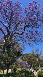 yoga teacher Erica Rascon explores moving meditation at Royal Botanic Gardens Sydney
