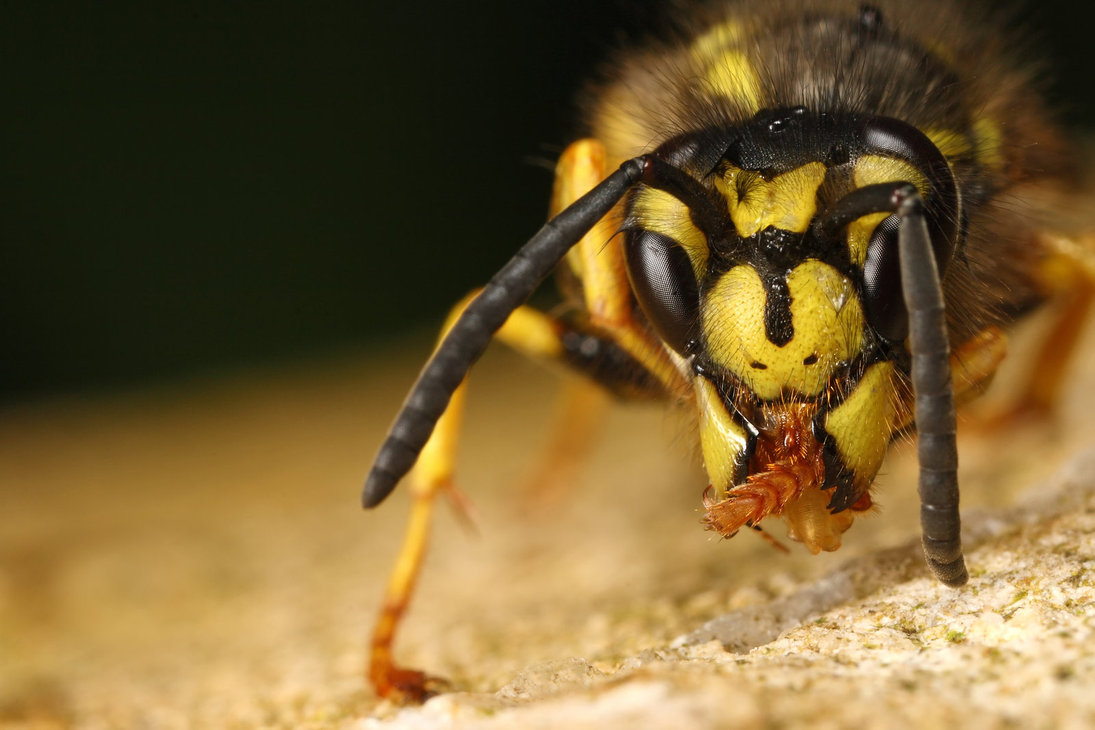 yellow jacket wasp